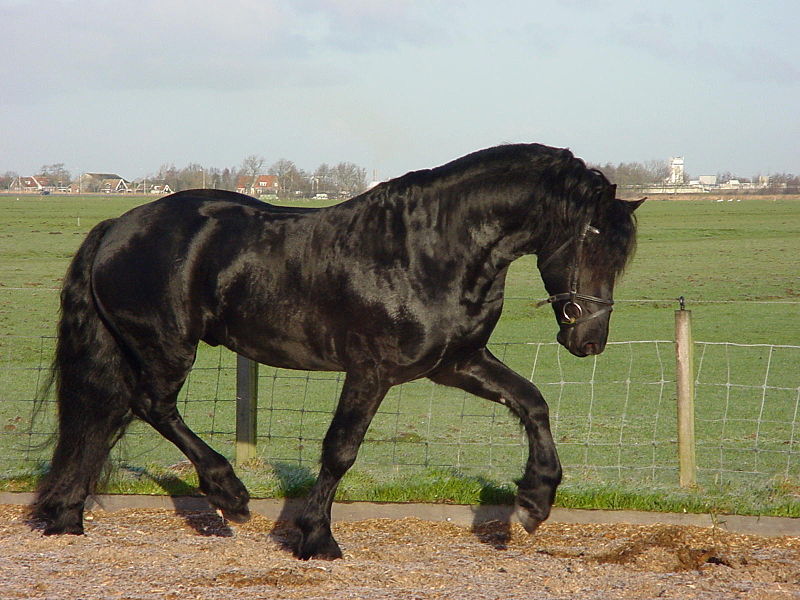 File:Frisian horse.jpg