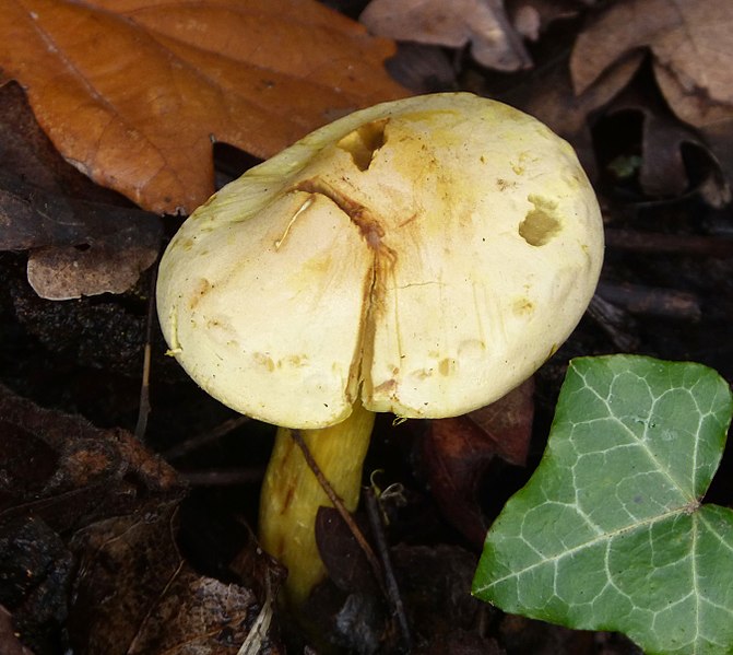 File:Fungi (4) - Flickr - gailhampshire.jpg