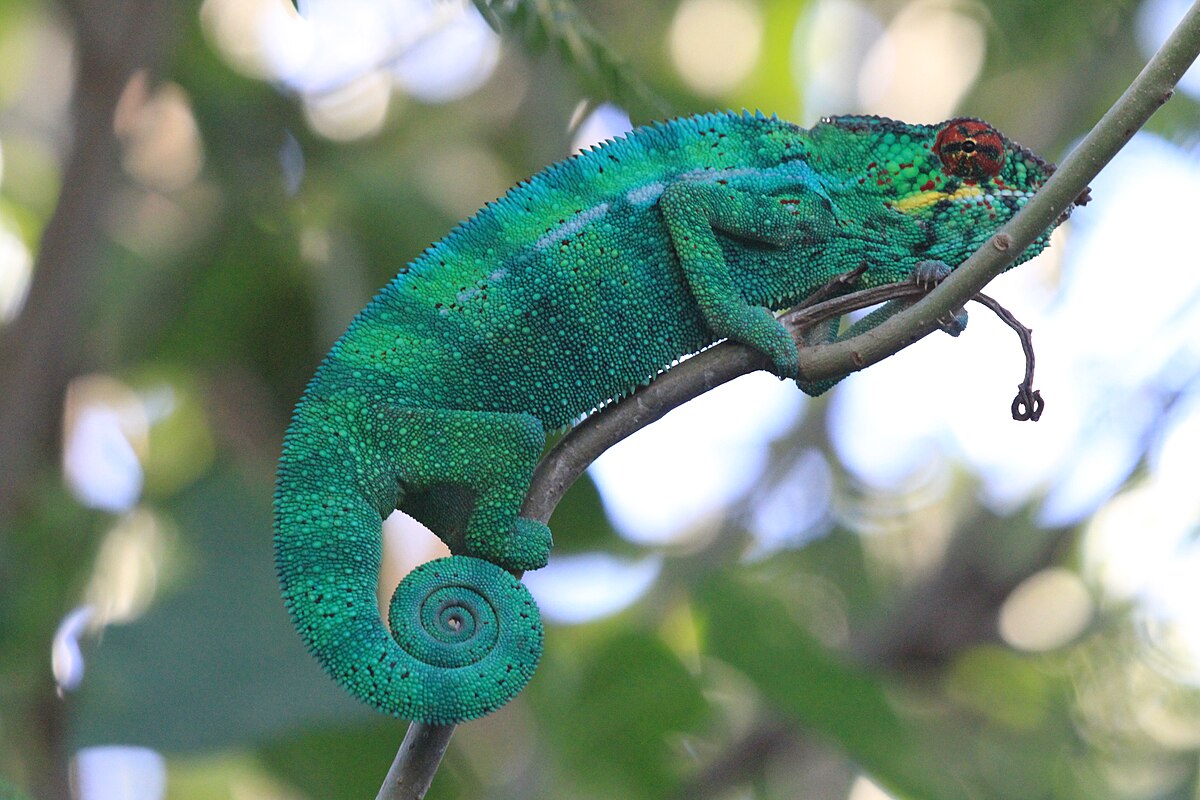 Фото и описание хамелеона. Furcifer pardalis. Пантерный хамелеон (#Furcifer pardalis). Хамелеоны в субтропиках. Рики хамелеоны.