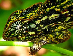 A Furcifer lateralis.JPG kép leírása.