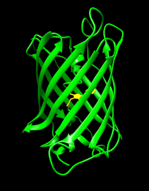 GFP Movie showing entire structure and zoom in to fluorescent chromophore. GFP Fluorescent Protein Movie.gif