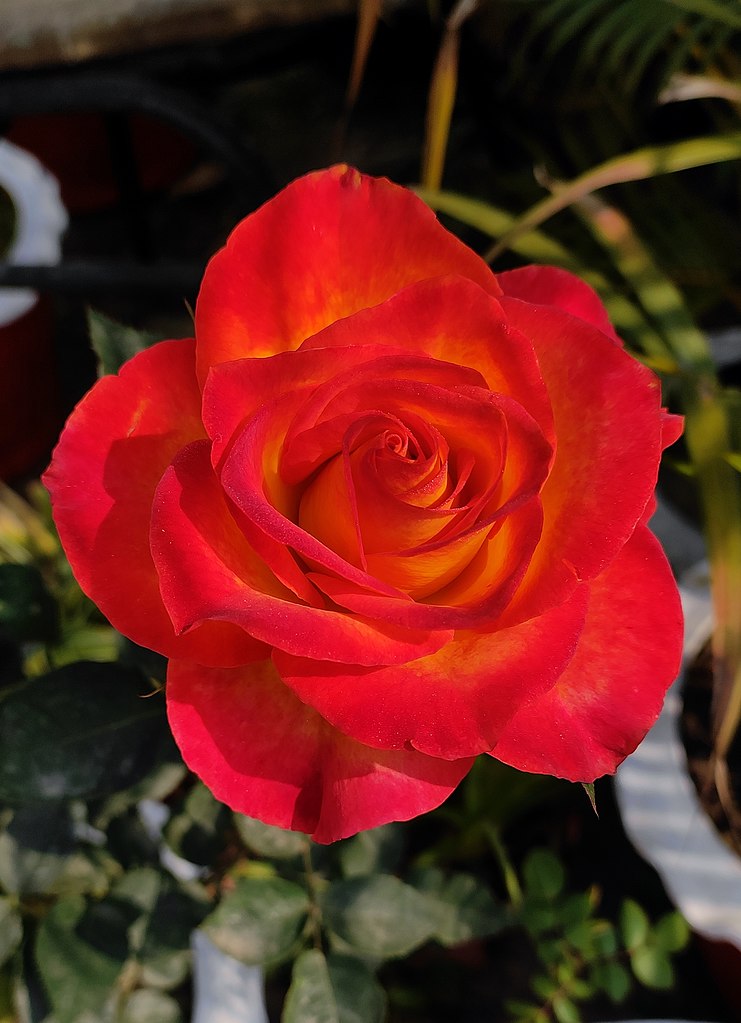 Hybrid tea rose - Wikipedia