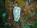 The Silver tipped nudibranch Janolus capensis is usually common and can be found almost anywhere.