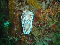 The Silver tipped nudibranch Janolus capensis is usually common and can be found almost anywhere.