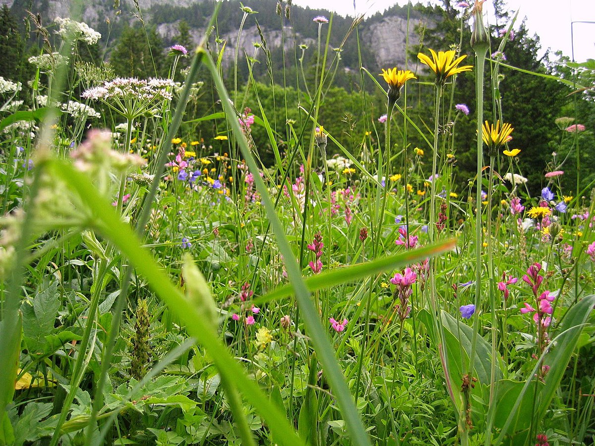 Pour les scientifiques en herbe - Pré des sources