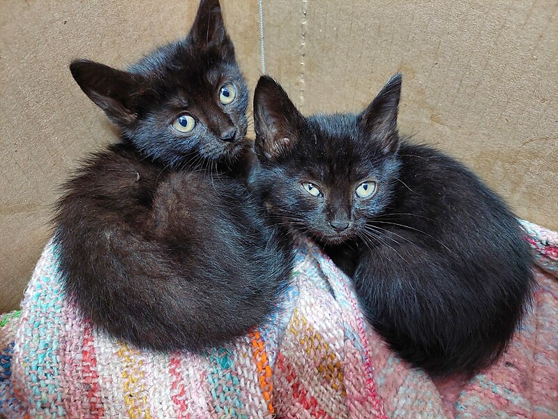 File:Gatitos negros.jpg