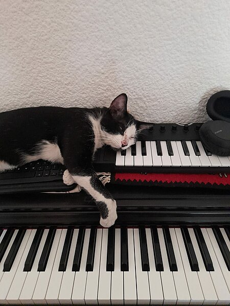 File:Gato tuxedo y pianos.jpg