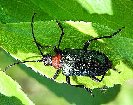 Усач в ментике 5 букв. Жук усач черногрудый. Усач-Скороход. Gaurotes virginea virginea. Усач Carilia virginea SSP. Aemula (Cerambycidae) ..