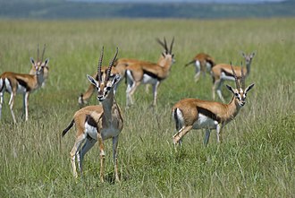Gazelle herd Gazella thomsoni in Masai Mara.jpg