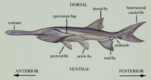 General morphology of paddlefish