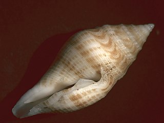 <i>Genotina adamii</i> Species of gastropod