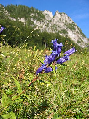 Swallowwort gentian (Gentiana asclepiadea)