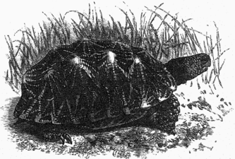 Geochelone elegans.png