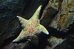 Thumbnail for File:Giant Sea Star (27900300465).jpg