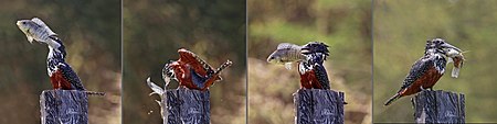 Giant kingfisher (Megaceryle maxima) female composite.jpg