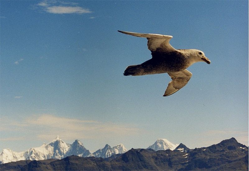 File:Giant petrel flies at soutg georgia.jpg