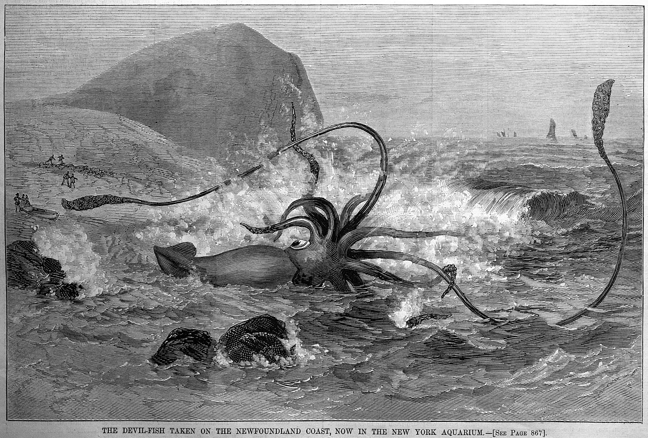 File:Giant squid from Harper's Weekly, 3 November 1877.jpg - Wikipedia