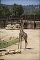 ג'ירף דרומי Giraffa giraffa giraffa או Giraffa cameleopardis giraffa