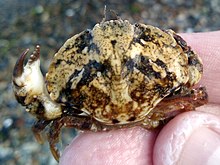 Glebocarcinus amphioetus 2.jpg