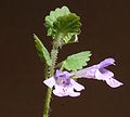 Glechoma_hederacea