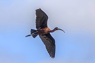 Glansibis (Plegadis falcinellus) in Spanje