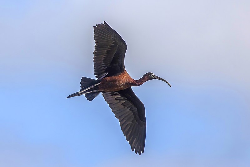 File:Glossy ibis (Plegadis falcinellus) in flight.jpg