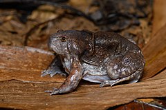 Description de l'image Glyphoglossus molossus, Blunt-headed burrowing frog - Hua Hin District, Near Pala-U.jpg.