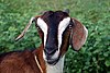 Goat by Sans.jpg
