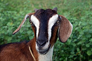 <span class="mw-page-title-main">Malabari goat</span> Breed of goat