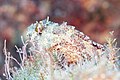 * Nomination Slender goby (Gobius geniporus), Pistol Bay, Paphos, Cyprus --Poco a poco 17:24, 22 April 2022 (UTC) * Promotion  Support Good quality. --Rjcastillo 23:22, 22 April 2022 (UTC)