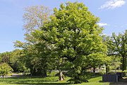 English: Natural Monument at Goldbach (Unterfranken) near Untergartenhof, consisting of 2 oak trees and 1 plane tree Deutsch: Naturdenkmal in Goldbach (Unterfranken) am Untergartenhof, bestehend aus 2 Eichen und 1 Platane