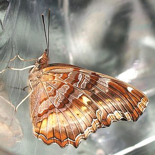 Side view of captive raised E. d. angulata Golden Piper side 01 02 2011.JPG