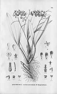 plate 89 Gomesa brieniana (as syn. Oncidium verrucosissimum), Gomesa riograndensis (as syn. Oncidium riograndense)
