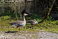 * Nomination Cumberland Wildlife Park in Grünau im Almtal, geese family --Isiwal 05:50, 25 July 2021 (UTC) * Promotion  Support Good quality. --XRay 06:09, 25 July 2021 (UTC)