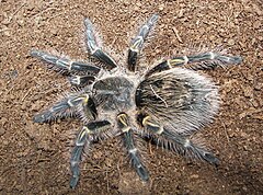 Description de l'image Grammostola pulchripes top view.jpg.