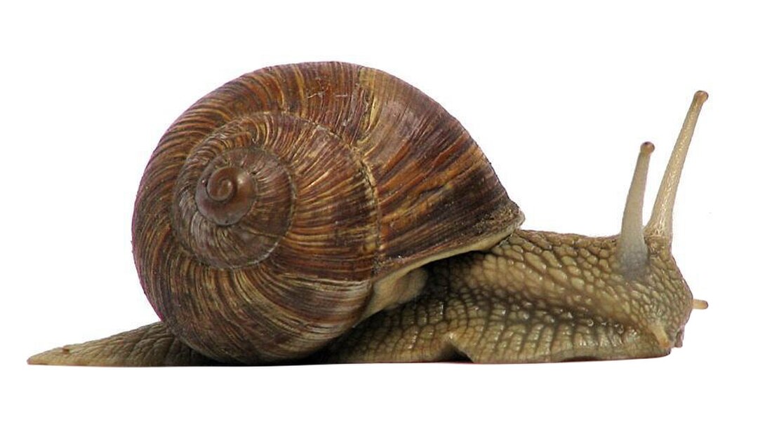 Mollusca