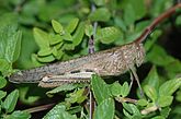 Anacridium aegyptium (Acrididae) Egyptian grasshopper