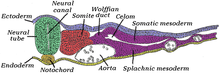 Transverse section of the embryo, the base of the mesonephric duct is marked