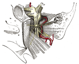 Connaissances sur le muscle - Institut de Myologie