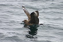 Great skua, a passage migrant around the coast. GreatSkuaInWater.jpg