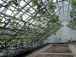 Vignes sous serre à Great Vine House, Hampton Court, Londres