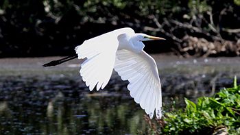 Great White Egret (Casmerodius albus)