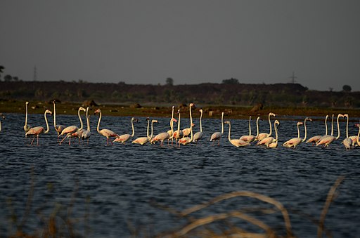 Greater flamingo (Phoenicopterus roseus) from Andhra JEG7596