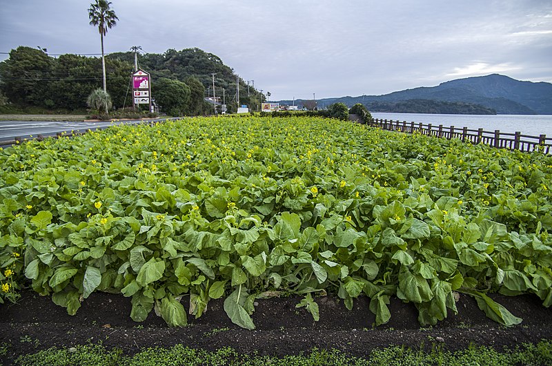 File:Green field near Lake Ikeda - panoramio.jpg