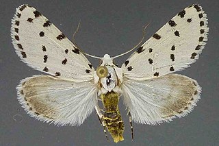 <i>Grotella blanchardi</i> Species of moth