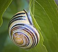 Grove snail (51197248203).jpg