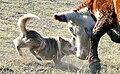 red merle,irish trim-short coat-blocking cattle 48cm