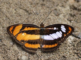 Primeiro registro vivo de um ginandromorfismo em uma Athyma nefte inara, fotografado na Reserva de tigres de Buxa, Bengala Ocidental, Índia. Os traços relacionados ao sexo do ginandromorfo de A. nefte inara mostram que todas as características distintivas da asa esquerda são femininas (laranja brilhante), enquanto todos os da direita são masculinas. (definição 2 792 × 2 064)