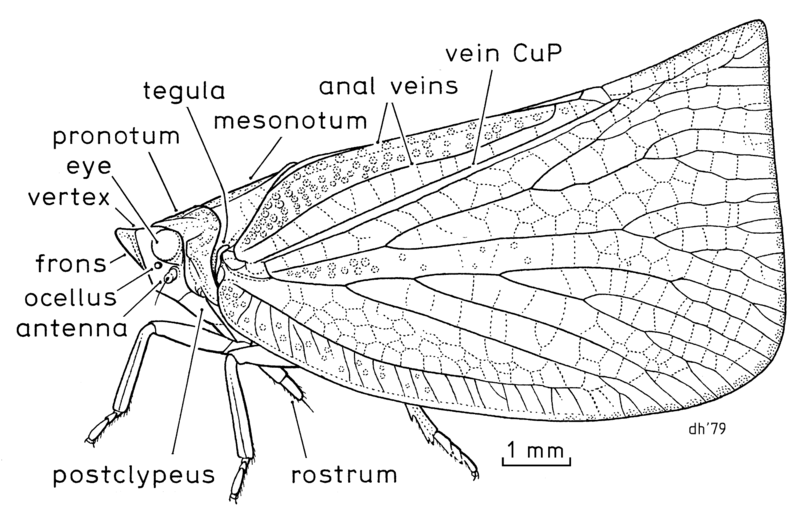 File:HEMI Flatidae Siphanta acuta.png