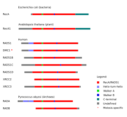 Graphic showing proteins from each domain of life. Each protein is shown horizontally, with homologous domains on each protein indicated by color.